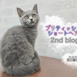 【 ブリティッシュショートヘア 】甘えん坊度MAXのプリティーブリちゃん!