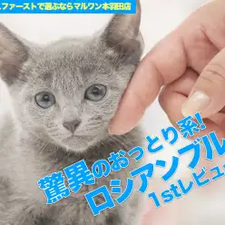 【 ロシアンブルー 】美しきおっとりプリンスがマルワン本羽田に降臨!