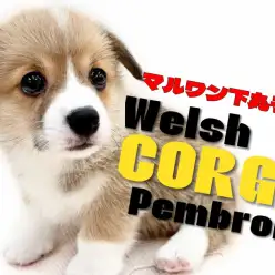 【 コーギー 】愛嬌と存在感抜群のパートナードック!短足と穏やかさが魅力の女の子