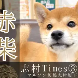 【 柴犬 】甘え上手で愛嬌満点の赤柴ちゃんに板橋区のペットショップで会える!