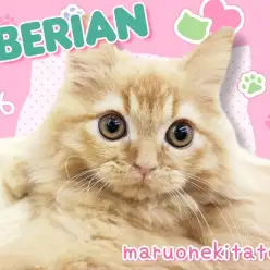 【 サイベリアン 】太陽のような存在感！元気いっぱい甘えん坊な男の子