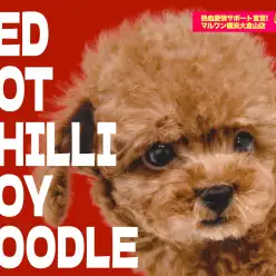 【 トイプードル 】プレミアム認定の濃厚レッド!小さめサイズの王子様降臨!