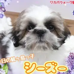 【 今日の鶴ヶ島っ子  】 元気をくれる、癒しのシーズーちゃん!