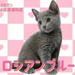 【 ロシアンブルー 】ため息が出るほどの美しさ!極上の女の子が埼玉浦和に登場