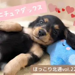 【 ほっこり北通vol.229 】無防備すぎるへそ天ポーズ！ミニチュアダックスちゃん