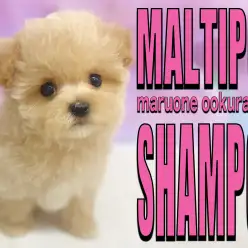 【 MIX 】水も滴る良いお・と・こ!初シャンプーでも超優等生なマルプーちゃん!