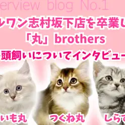 【 インタビュー 】不安から安心へ。3匹の猫達と暮らすS様に卒業後インタビュー