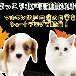 【 ほっこり北戸田通信集 10月号 】日々の日常をマルっとまとめました！