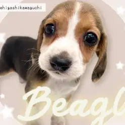 【 ビーグル 】最高の家庭犬が仲間入り!小柄で超フレンドリーな女の子をご紹介!