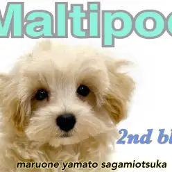 【 マルプー 】MIXの魅力が満載!甘え上手で癒されること間違いなし!