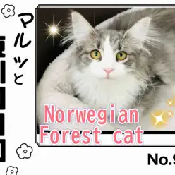 【 マルっと東川口日和No.97 】神話の森に生きる美猫ノルちゃんの贅沢な日々