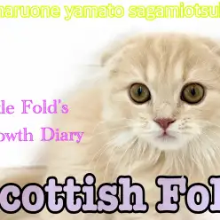 【 スコティッシュフォールド】 甘えん坊ぶりが日に日に増す折れ耳女子の成長!