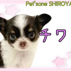 【 チワワ 】社交性抜群!ミニミニ手のひらサイズのチワワちゃん