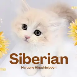 【 サイベリアン 】淡く上品なクリームカラー!困り顔ベビーフェイス男子