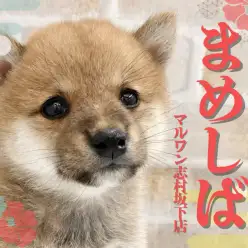 【 豆柴 】ペットショップマルワン板橋志村坂下店にたぬきフェイスの豆柴が登場!