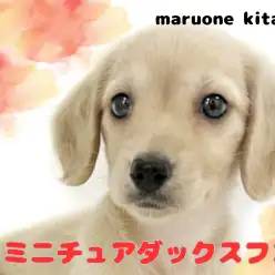 【 ミニチュアダックスフント 】警戒心ゼロの穏やかな男の子が埼玉県戸田市に登場!