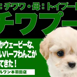 【 チワプー 】パパはチワワ、ママはトイプードルから誕生したプリティーガール!