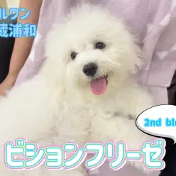 【 ビションフリーゼ 】生後4ヶ月を迎えたおっとりフレンドリーな性格の男の子