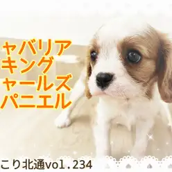 【 ほっこり北通vol.234 】ベビーフェイス＆フレンドリー！極上のキャバリア登場！