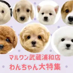 【 子犬情報 】マルワンさいたま武蔵浦和店の子犬を全頭ご紹介!