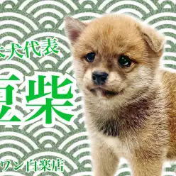 【 豆柴 】日本犬代表!初心者にオススメの甘えん坊な男の子が白楽店に降臨!