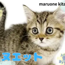 【 ミヌエット 】愛嬌たっぷりの短足ボディ!キジトラ模様の甘えん坊な男の子入店!