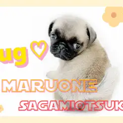 【 パグ 】ブチャかわ代表!一緒にいると自然に笑顔にしてくれる愛嬌抜群の存在感!