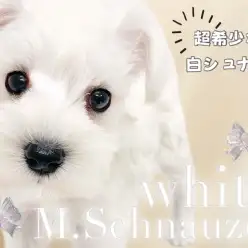【 ミニチュアシュナウザー 】純白のベールを纏う超希少な白シュナが初登場！