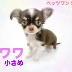 【 チワワ 】落ち着きのある性格の持ち主！手乗りサイズのチワワちゃん