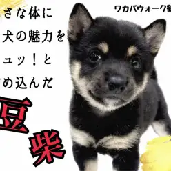 【 豆柴 】外国でも人気の和犬、凛々しい黒豆柴の男の子をご紹介!