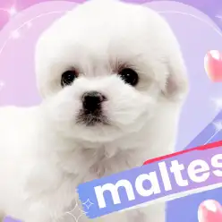 【 マルチーズ 】毛量良し!ルックス良し!完璧なプレミアム認定ドックが降臨!