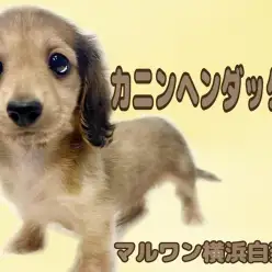 【 カニンヘンダックスフント 】小さな体に大きな魅力！愛嬌たっぷりの甘えん坊