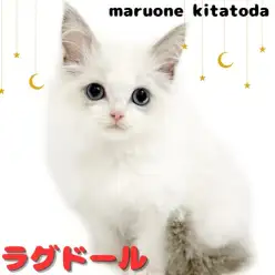 【 ラグドール 】童顔フェイスの甘えん坊王子入店!ラグドールの男の子!