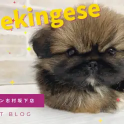 【 ペキニーズ 】小柄な両親から誕生!小さめなペキニーズの女の子をご紹介!