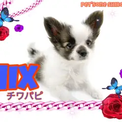 【 MIX 】チワワのように体は小柄！大きい耳はまるで蝶のようなチワパピちゃん