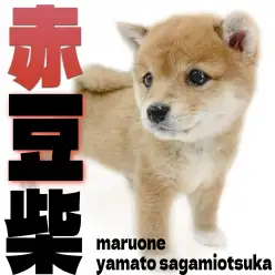 【 豆柴 】小柄でも凛とした姿！おっとり赤豆柴の男の子が大和市にやってきた！