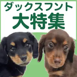 【 ダックスフント特集 】10/30現在在店中の短足代表DOG!最新動画は必見!