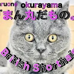 【 ブリティッシュショートヘア 】見た目も性格も!ボクのすべてはまん丸だもの!