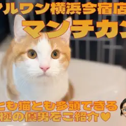【 マンチカン 】犬とも猫とも多頭できる!超短足なおっとり癒し系の男の子!