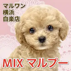 【 MIX 】抜け毛少なめ！甘えん坊で順応性バツグンのマルプーちゃん