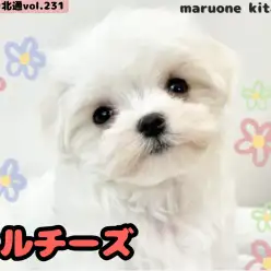 【 ほっこり北通vol.231 】埼玉県戸田市に純白な被毛を纏ったマルチーズ入店