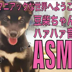 【 豆柴 】嬉しさ爆発の証!豆柴ちゃんのハァハァ音のASMR!