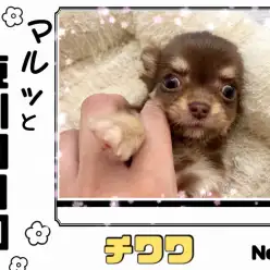 【 マルっと東川口日和No.93 】小さめサイズの激カワチョコタンチワワが登場!