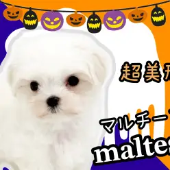 【 マルチーズ 】真夏生まれの純白プリンセス!ふわもこ美人さん降臨!