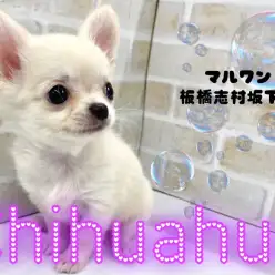 【 チワワ 】小さめサイズのクリームチワワちゃんがマルワン志村坂下店に仲間入り!