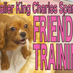 【 キャバリア 】フレンドトレーニングでもっとコミュ力強化中のキャバリン!