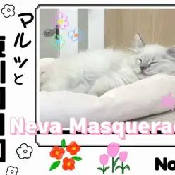 【 マルっと東川口日和No.91 】噂のスターキャット!その名もネヴァマスカレード
