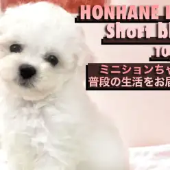 【 ビションフリーゼ 】お店に来て2週間!ミニビションちゃんの生活&性格編!