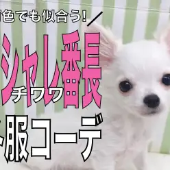 【 チワワ 】何色でも似合うオシャレ番長!ブルベ冬チワワちゃんの冬服コーデ!