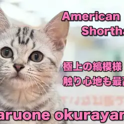【 アメリカンショートヘア 】極上の触り心地にキュン！丸顔の甘えん坊ニャンコ！